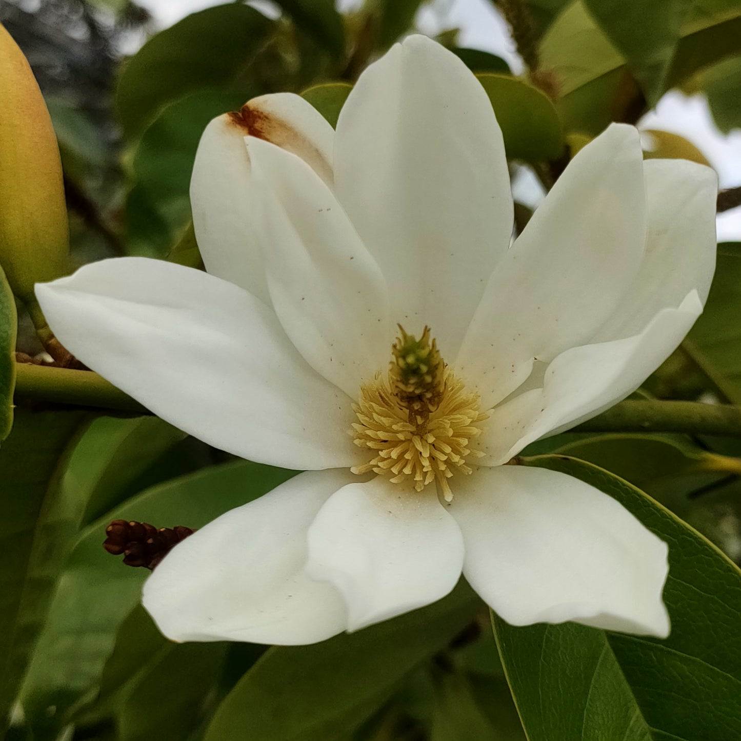 Magnolia 'Royal White'