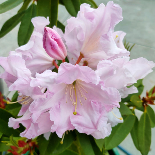 Rhododendron 'Van Dec'