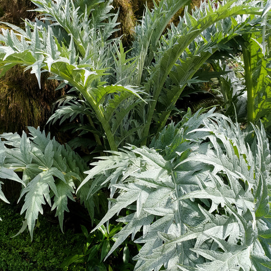 Cynara cardunculus (Cardoon)