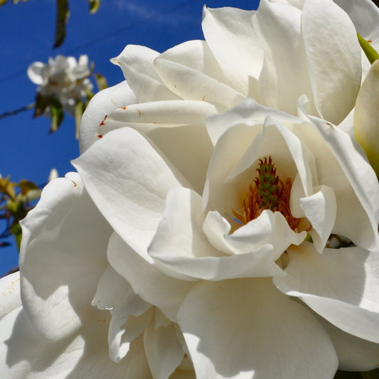 Magnolia maudiae (Smiling Monkey Forest Tree)