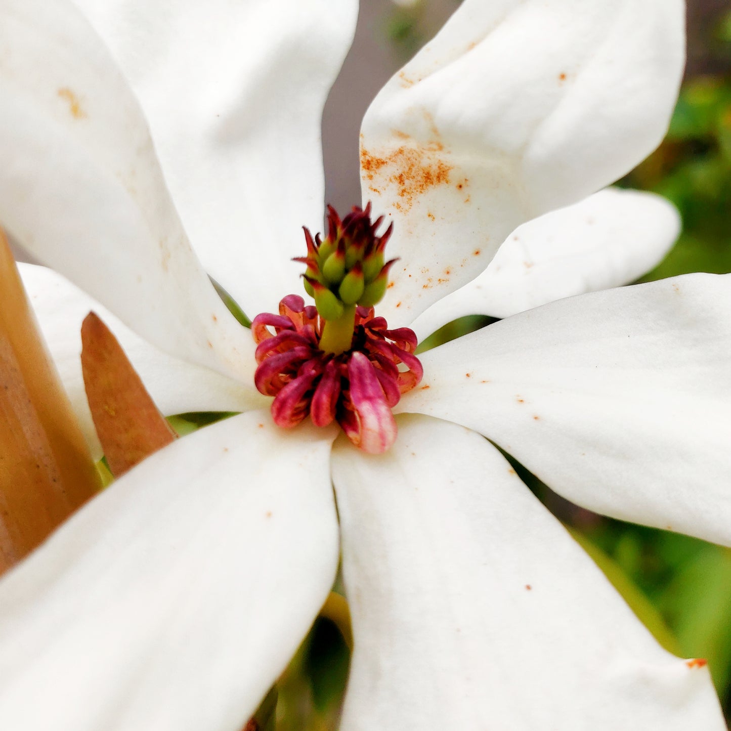 Magnolia maudiae (Smiling Monkey Forest Tree)