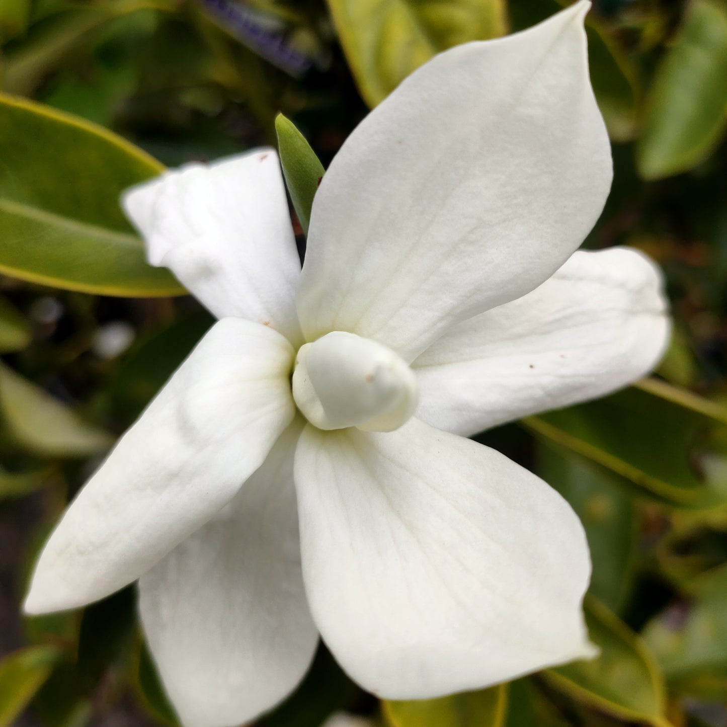 Magnolia maudiae (Smiling Monkey Forest Tree)