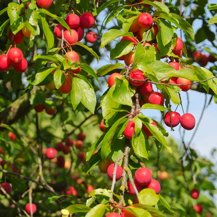 Prunus cerasifera (Cherry Plum)