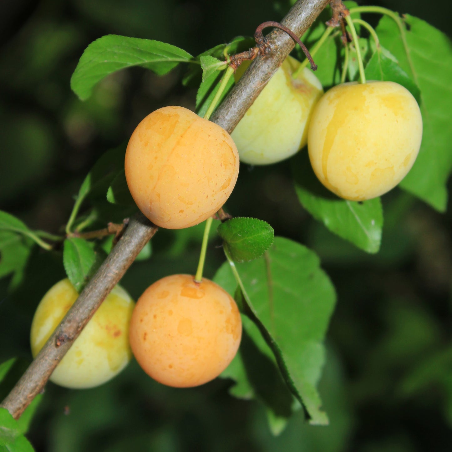 Prunus cerasifera (Cherry Plum)