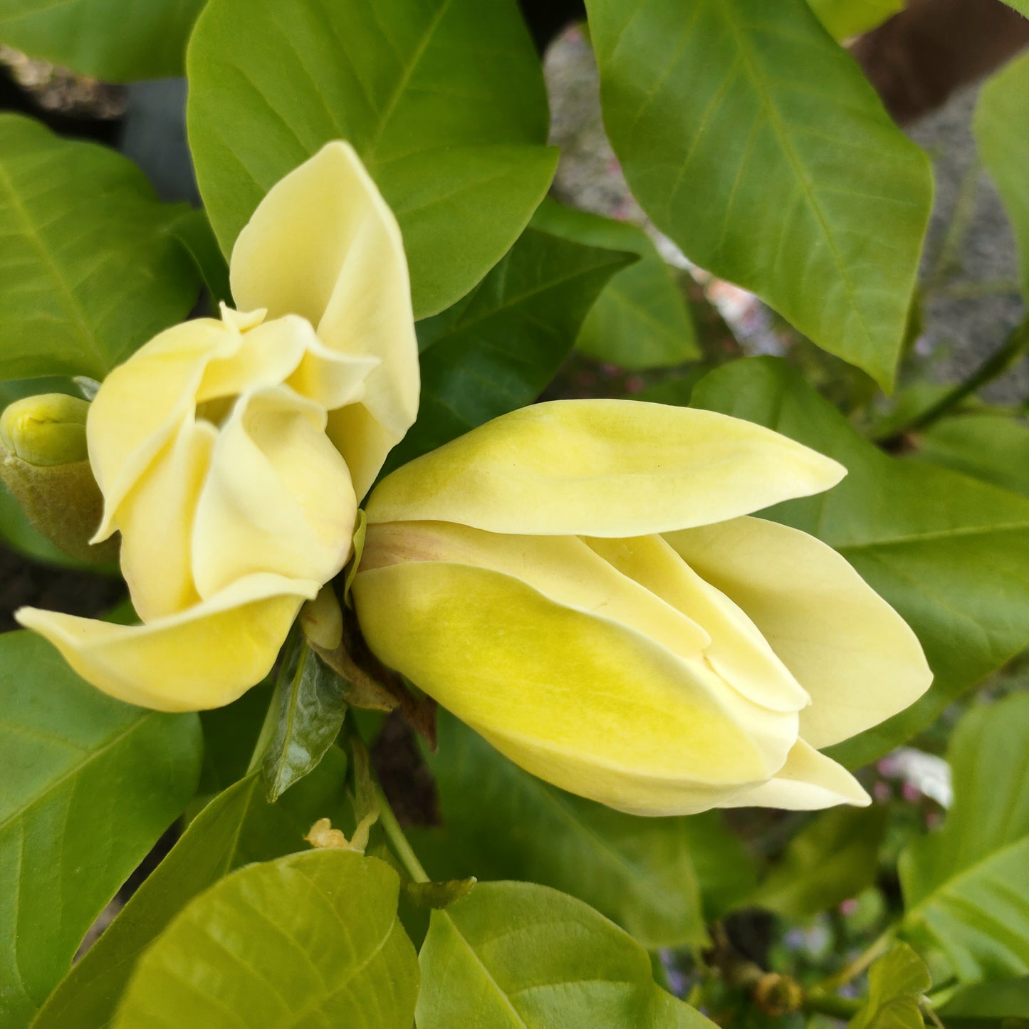 Magnolia 'Baby Bird'