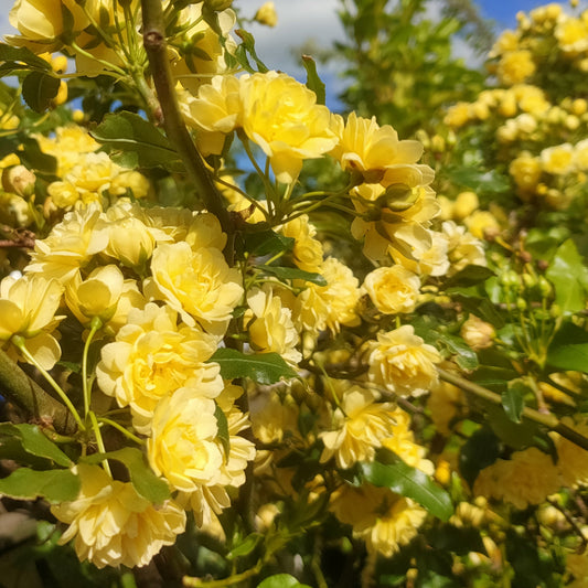 Rosa banksiae 'Lutea' (Banks' Rose)