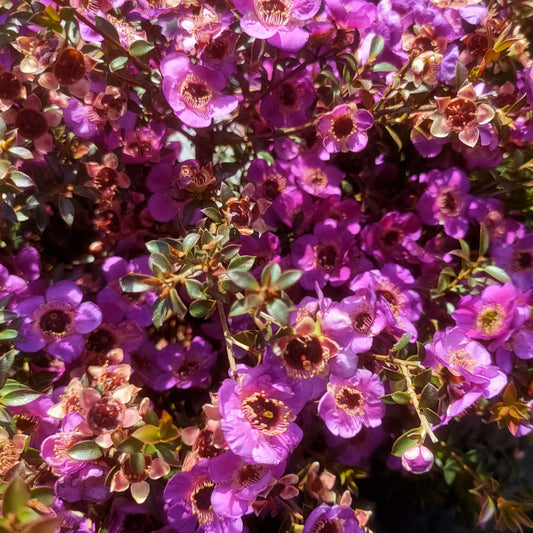 Leptospermum scoparium 'Dark Night' (Mānuka)