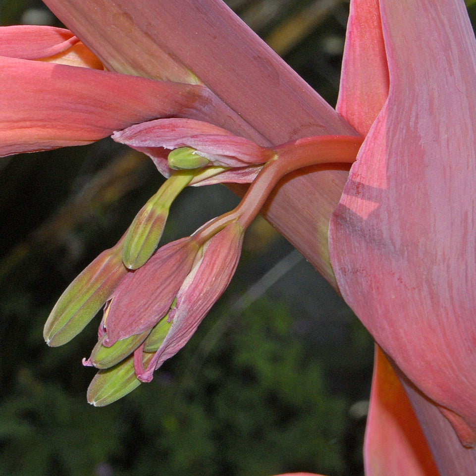 Beschorneria yuccoides (Mexican Lily)