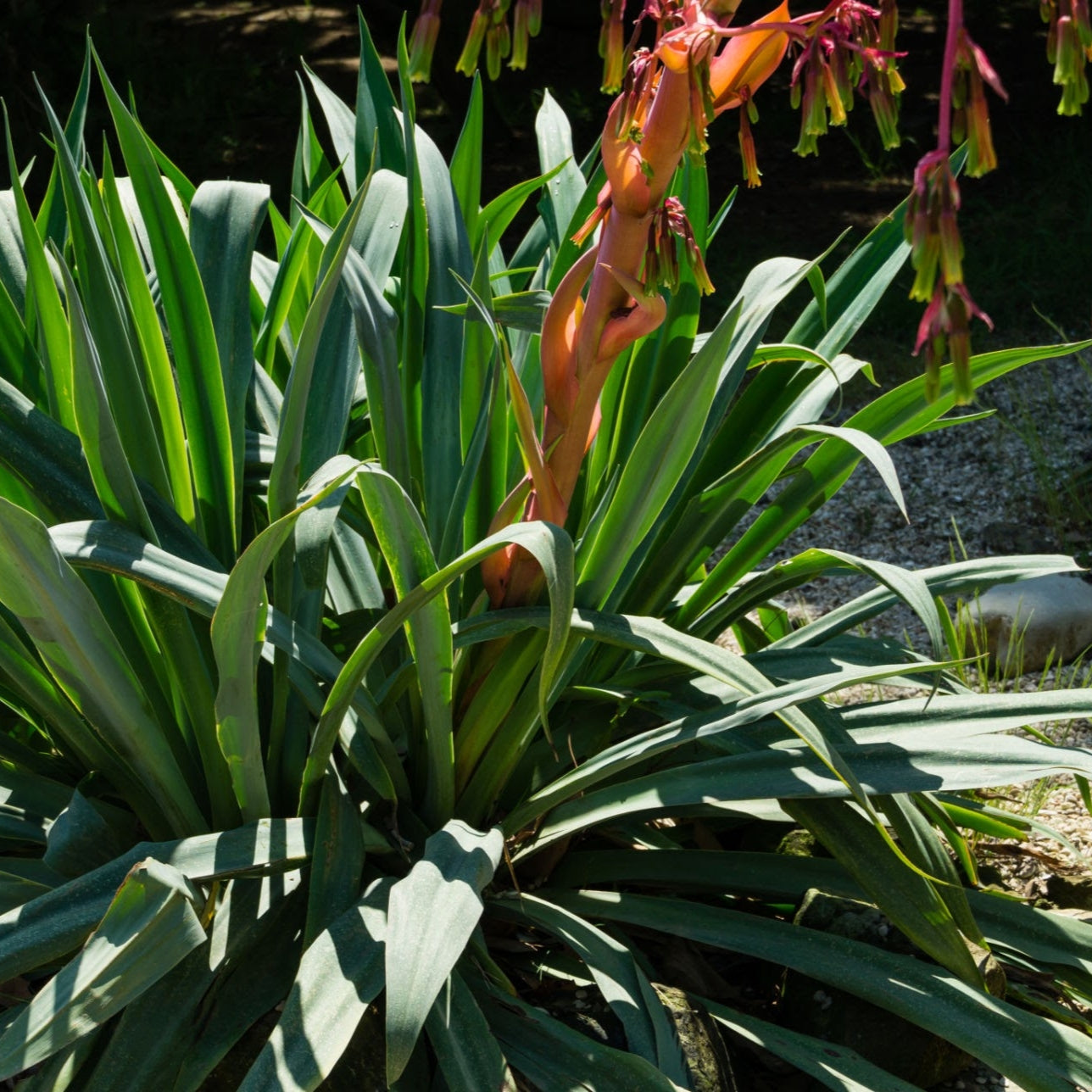 Beschorneria yuccoides (Mexican Lily)