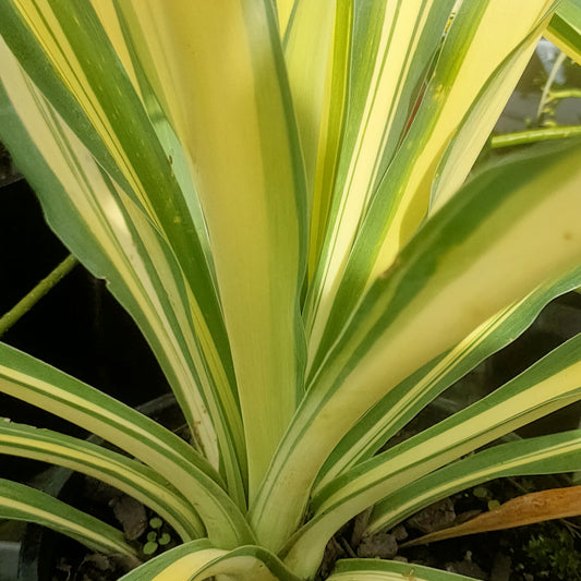 Beschorneria yuccoides 'Flamingo Glow' (Mexican Lily)