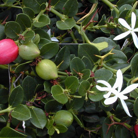 Carissa macrocarpa 'Emerald Star' (Natal Plum)