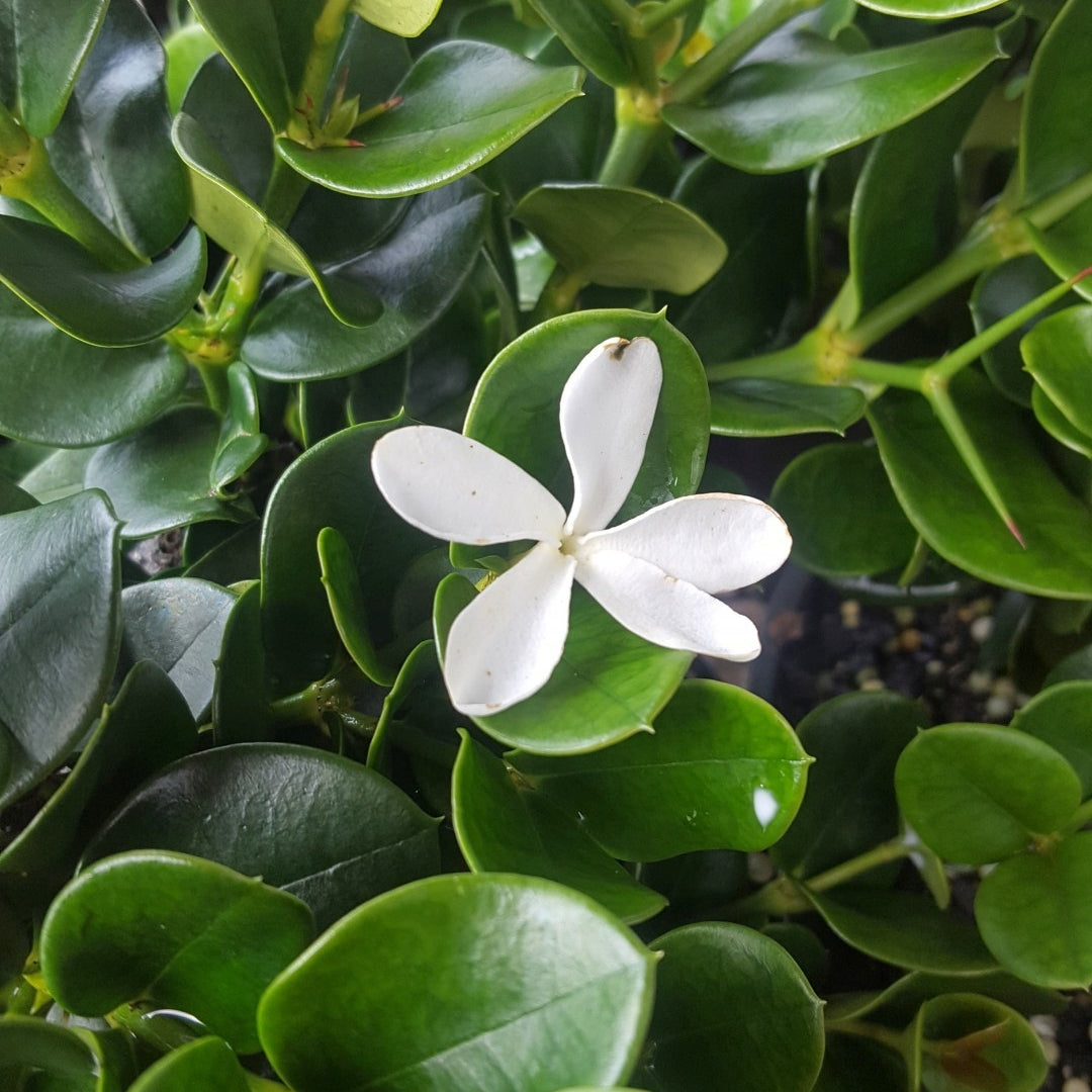 Carissa macrocarpa 'Emerald Star' (Natal Plum)