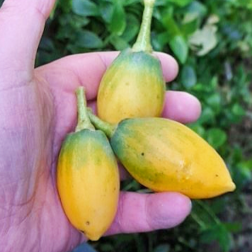 Solanum cajanumense (Casana)