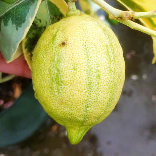 Citrus × limon 'Villa Franca' (Lemon) Variegated