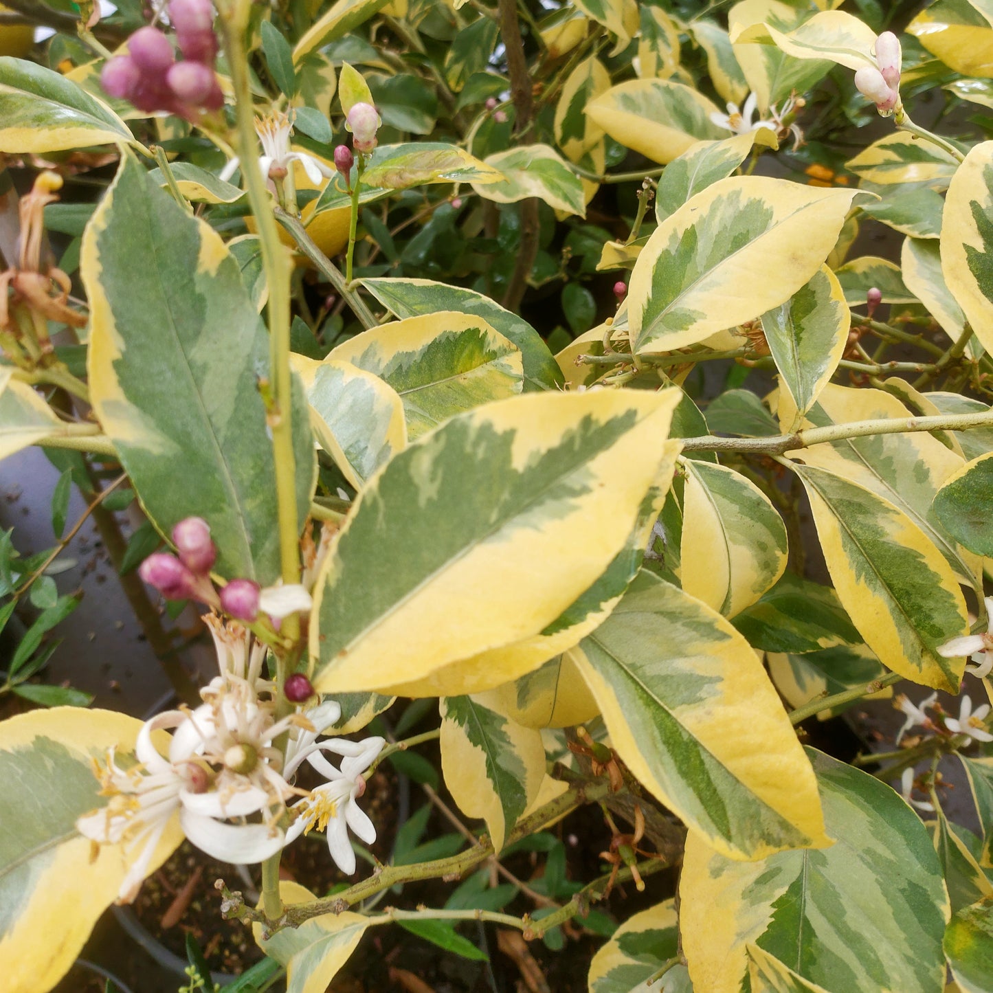 Citrus × limon 'Villa Franca' (Lemon) Variegated