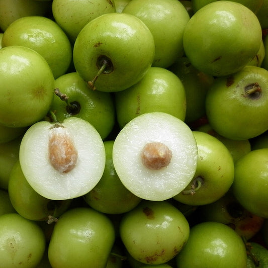 Ziziphus mauritiana (Stone Apple)