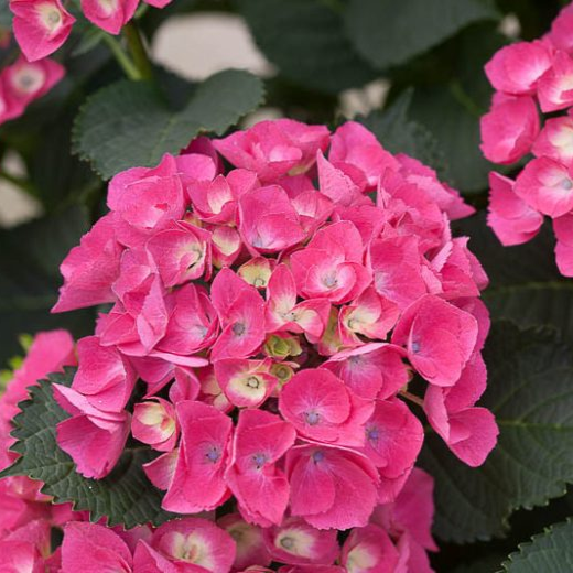 Hydrangea macrophylla 'Paris'