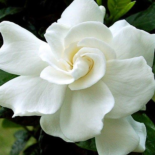 Gardenia jasminoides 'August Beauty' (Cape Jasmine)