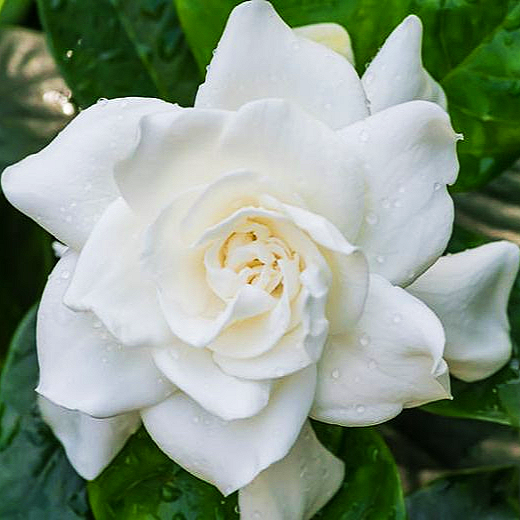 Gardenia jasminoides 'Veitchii' (Cape Jasmine)