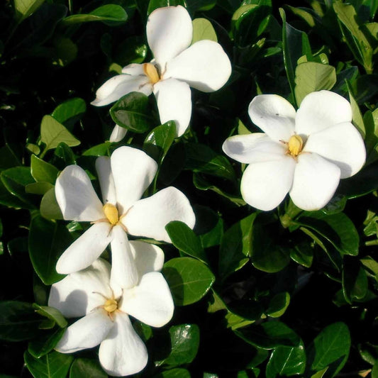 Gardenia jasminoides 'Fragrant Star' (Cape Jasmine)