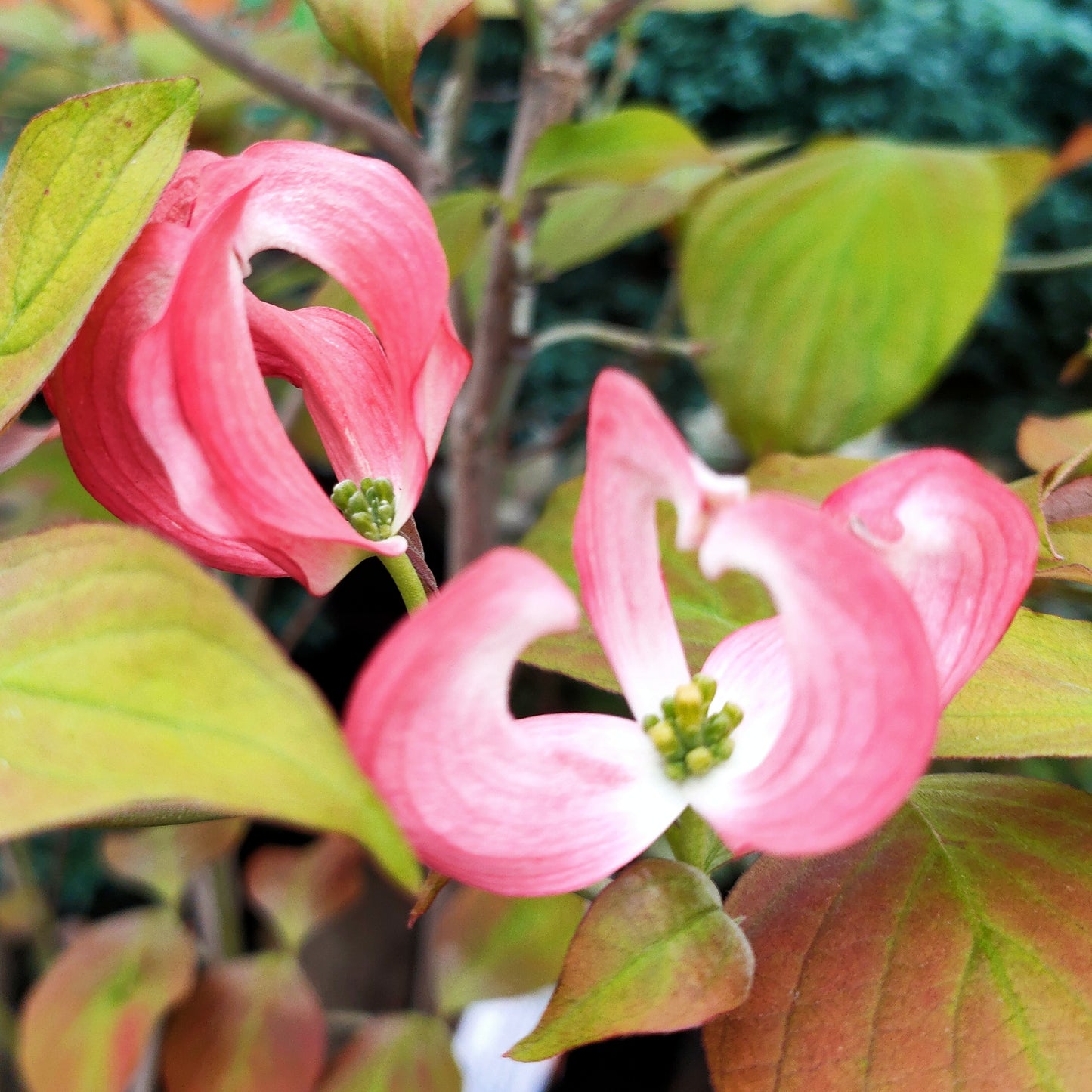 Cornus florida 'Spring Song' (Flowering Dogwood)