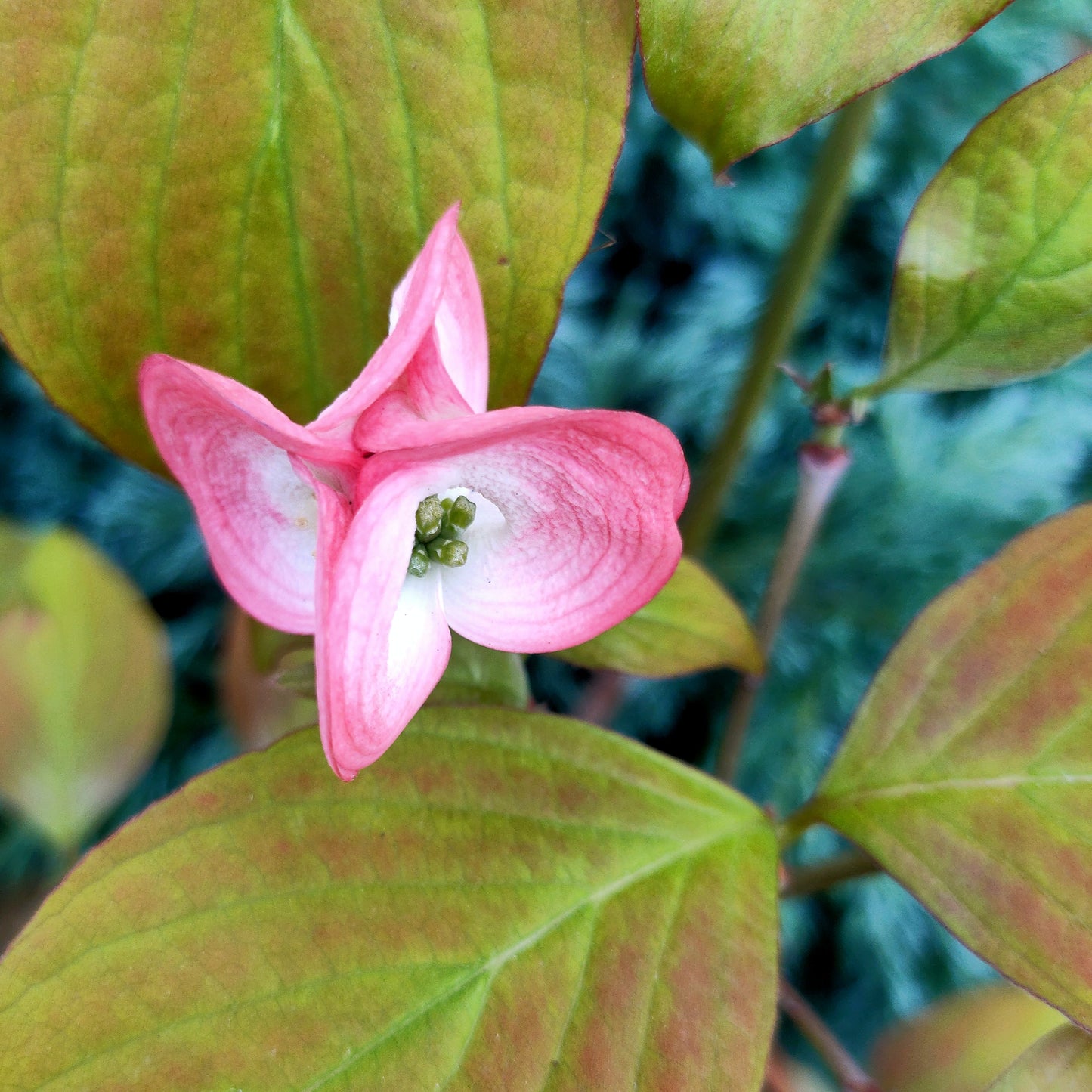 Cornus florida 'Spring Song' (Flowering Dogwood)