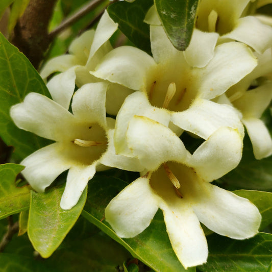 Rothmannia globosa (Cape Gardenia)