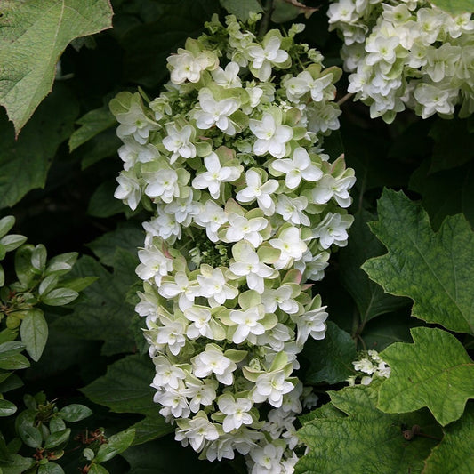 Hydrangea quercifolia 'Snow Flake' (Oakleaf/Oak-leaved Hydrangea)