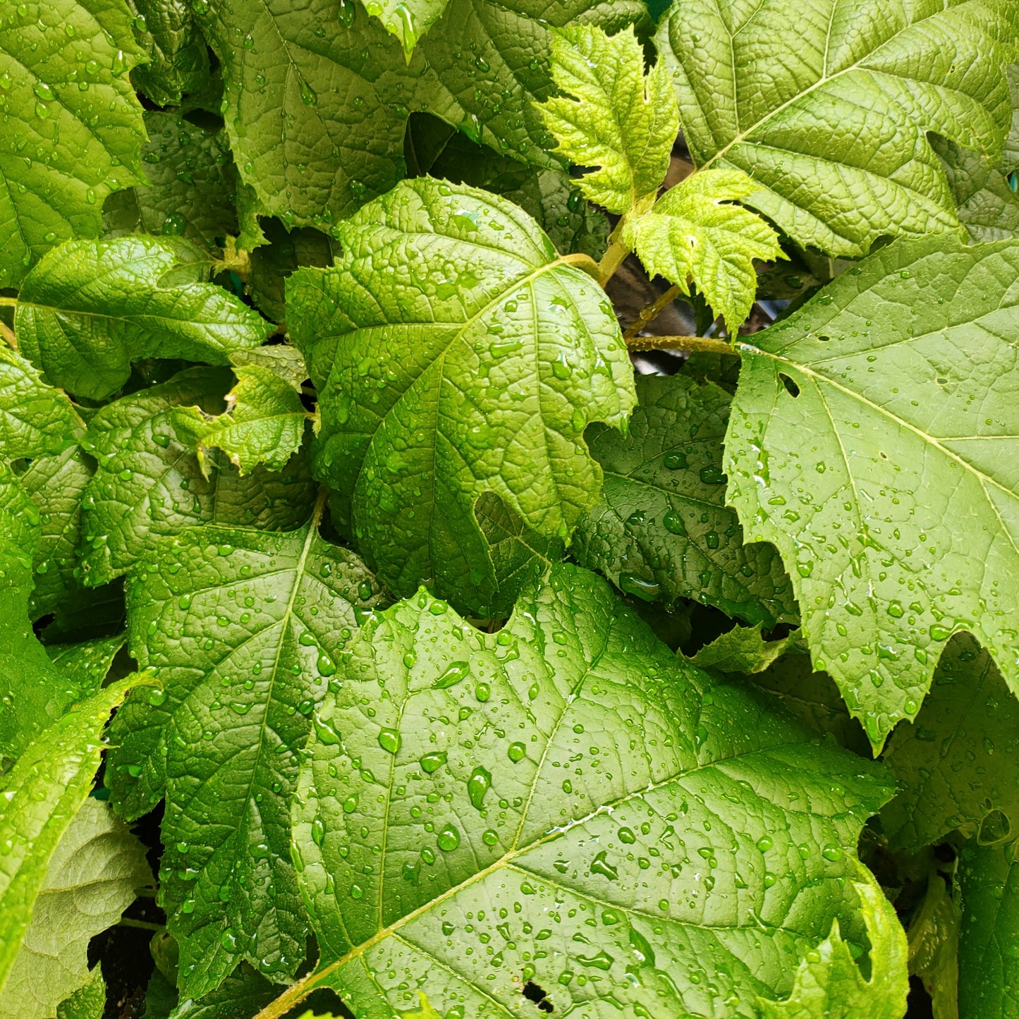 Hydrangea quercifolia 'Snow Flake' (Oakleaf/Oak-leaved Hydrangea)