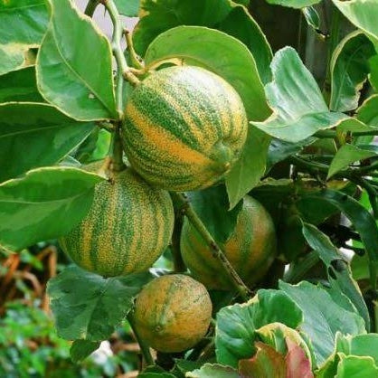 Citrus x limon 'Eureka' (Eureka Lemon) Variegated