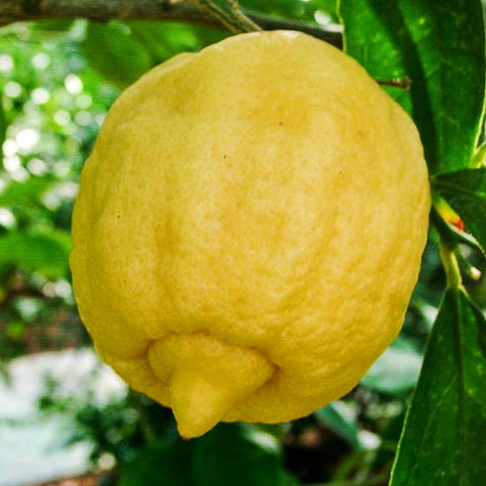 Citrus limetta (Sweet Lime)