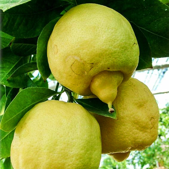Citrus limetta (Sweet Lime)