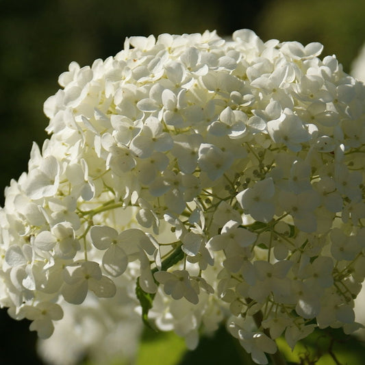 Hydrangea arborescens 'Annabelle' (Smooth Hydrangea)