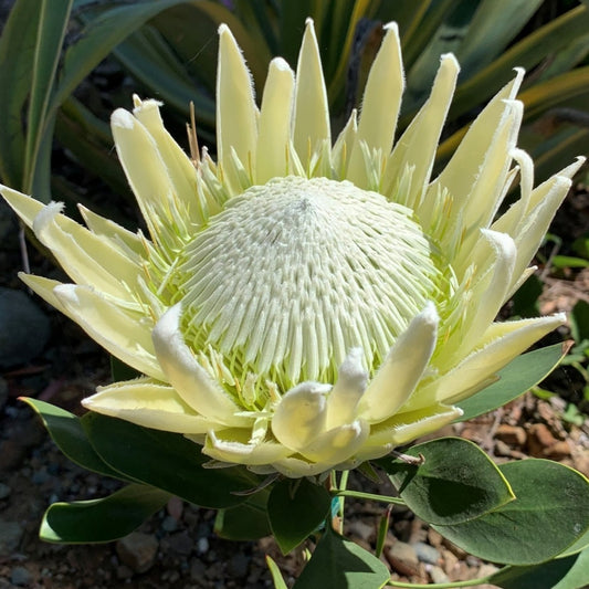 Protea cynaroides 'Arctic Ice' (White King Protea)