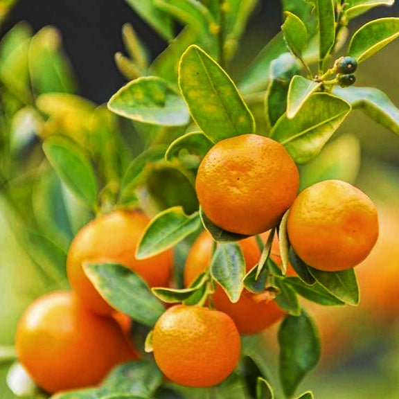 Citrus reticulata 'Burgess Scarlet' (Mandarin)