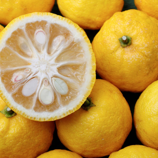 Citrus junos (Yuzu Lemon)