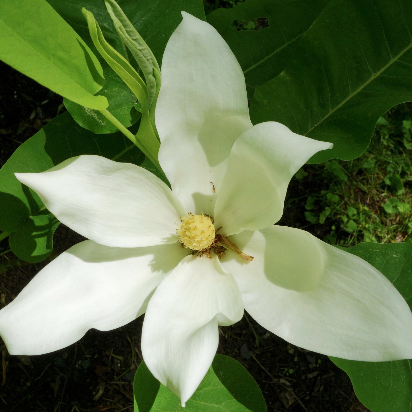 Magnolia macrophylla (Bigleaf Magnolia)