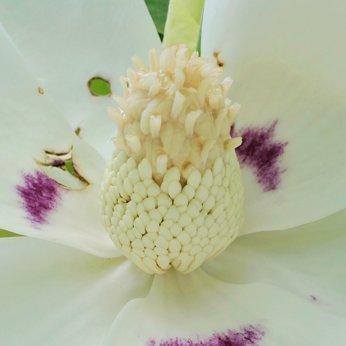 Magnolia macrophylla (Bigleaf Magnolia)