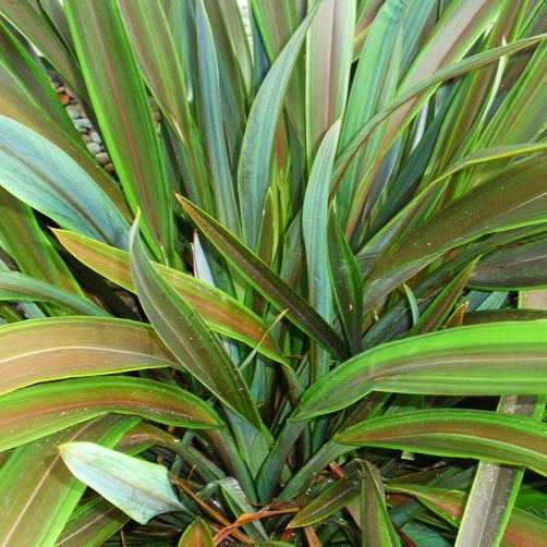 Phormium cookianum ssp. hookeri 'Chocomint' (Wharariki, Flax)