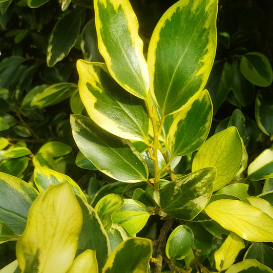 Griselinia littoralis 'Green Jewel' (Kapuka)