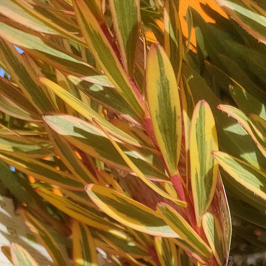 Leucadendron 'Safari Sunshine'