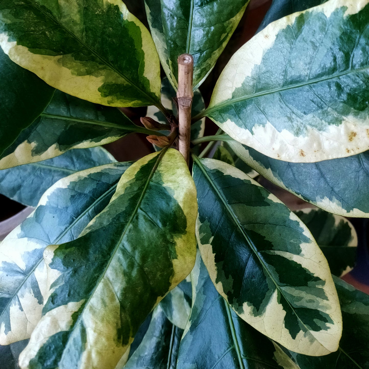 Pisonia brunoniana 'Variegata' (Parapara, Birdcatcher Tree)