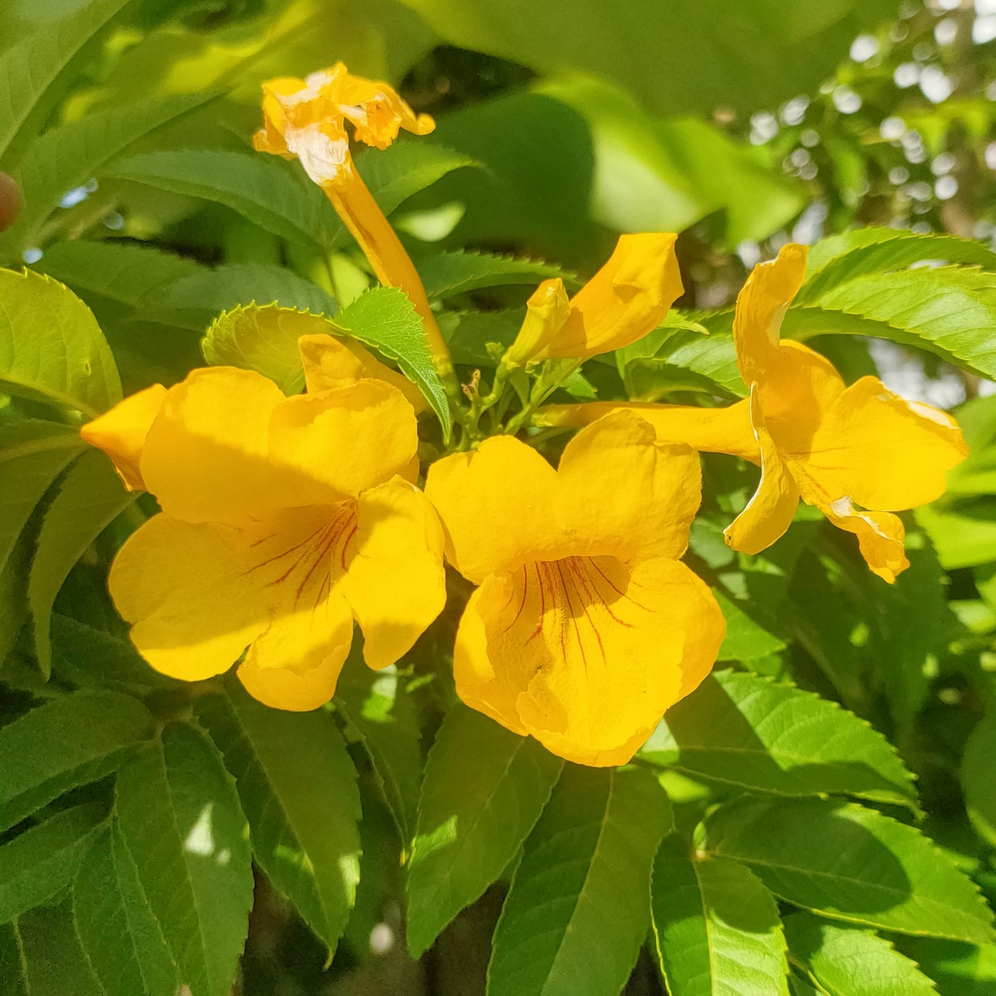 Tecoma stans (Yellow Trumpet Bush)