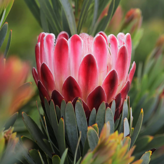 Protea 'Venus'