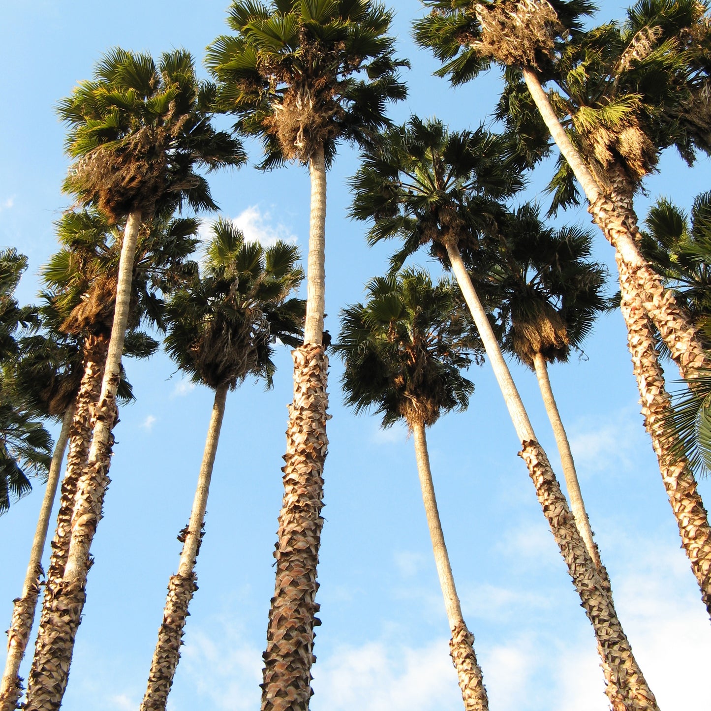 Washingtonia robusta (Mexican Fan Palm)