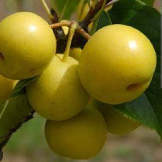 Pyrus pyrifolia 'Nashi Nijisseiki' (Asian Pear)