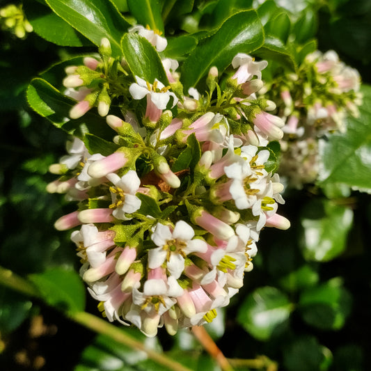 Escallonia 'Snowbud'