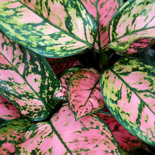 Aglaonema 'Lady Valentine'