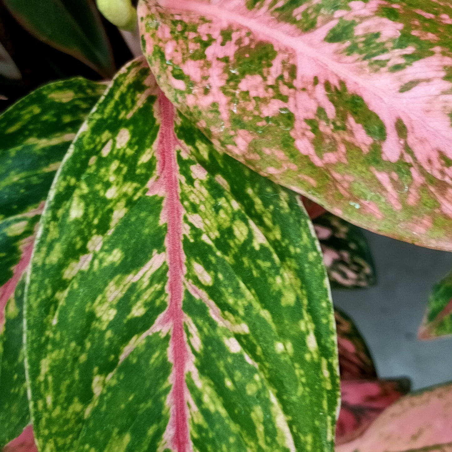 Aglaonema 'Night Sparkle'