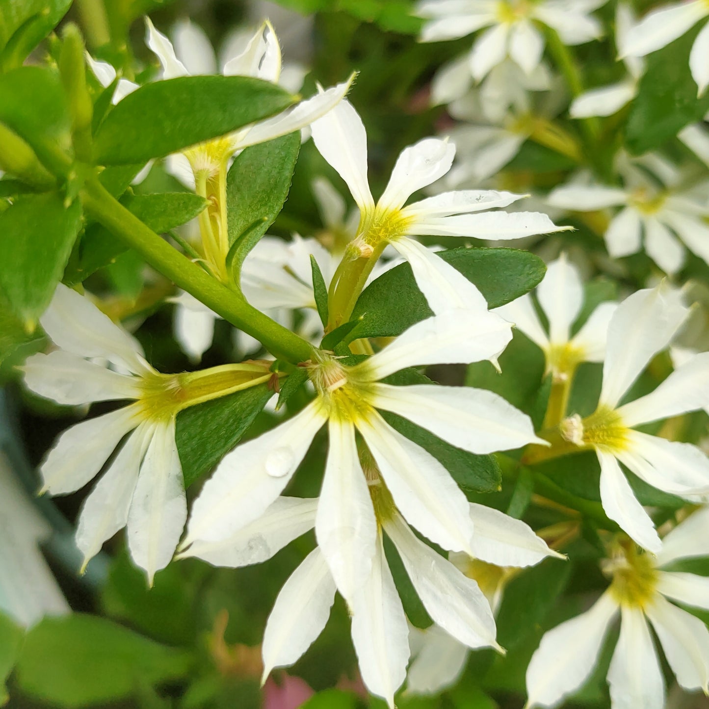 Scaevola Hot Rox 'Crystal'